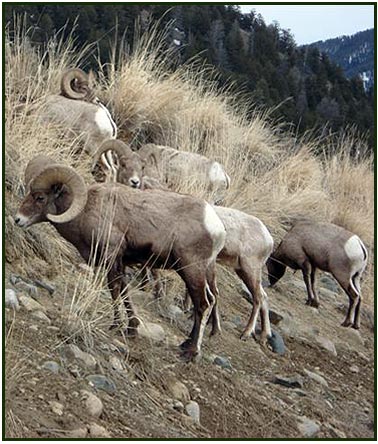 big horn sheep