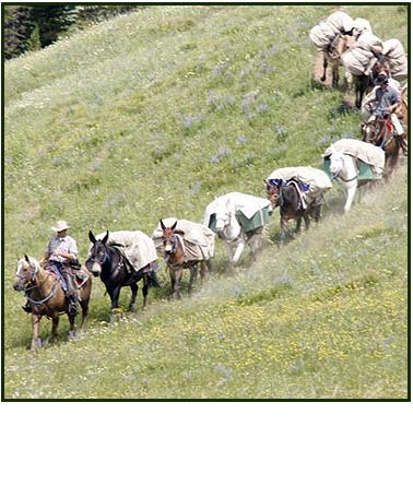 Mule Pack